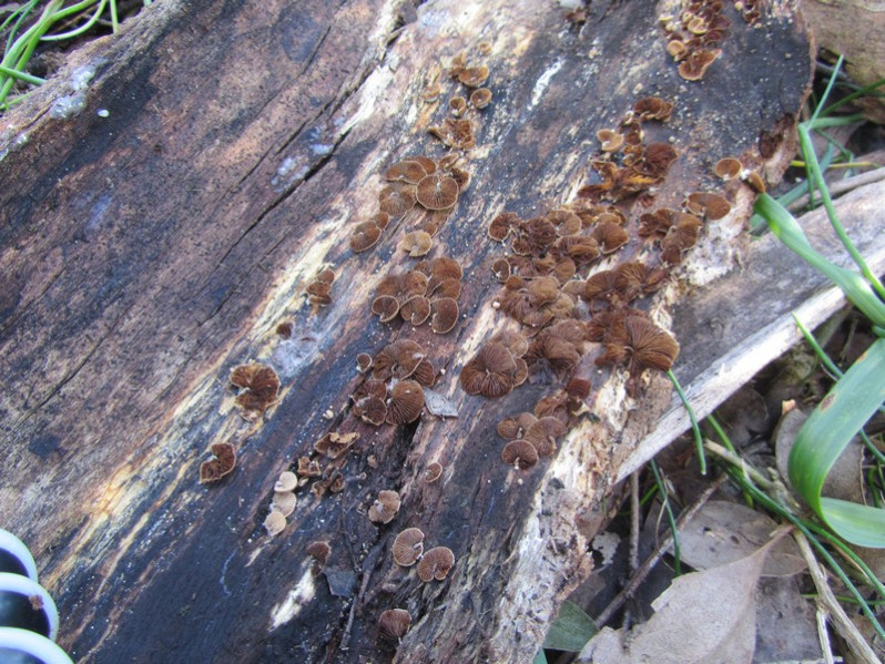 Deconica horizontalis (Bull.) Noordel., 2009