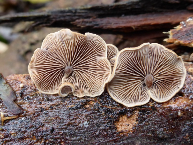 Deconica horizontalis (Bull.) Noordel., 2009