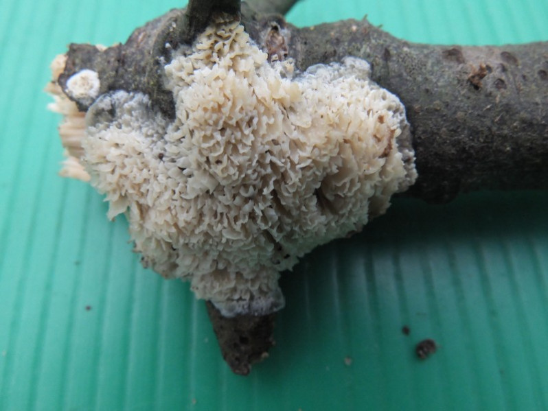 Cerocorticium molare (Chaillet ex Fr.) Jülich & Stalpers, 1980