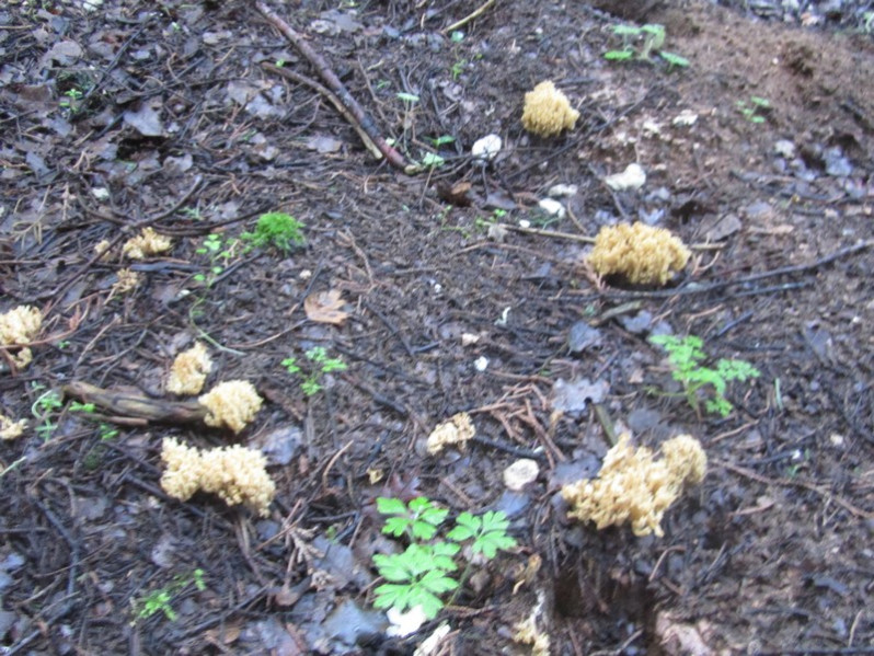Phaeoclavulina abietina (Pers.) Giachini, 2011