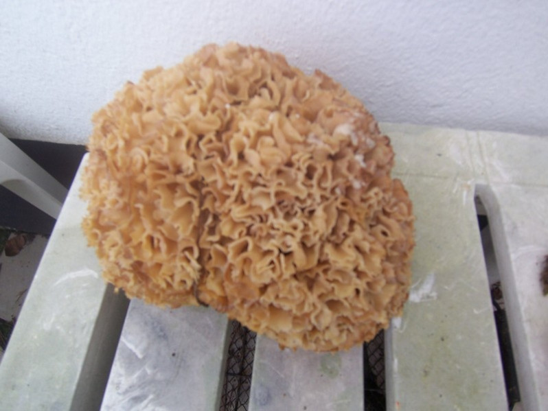 Ramaria botrytis (Pers.) Bourdot, 1894