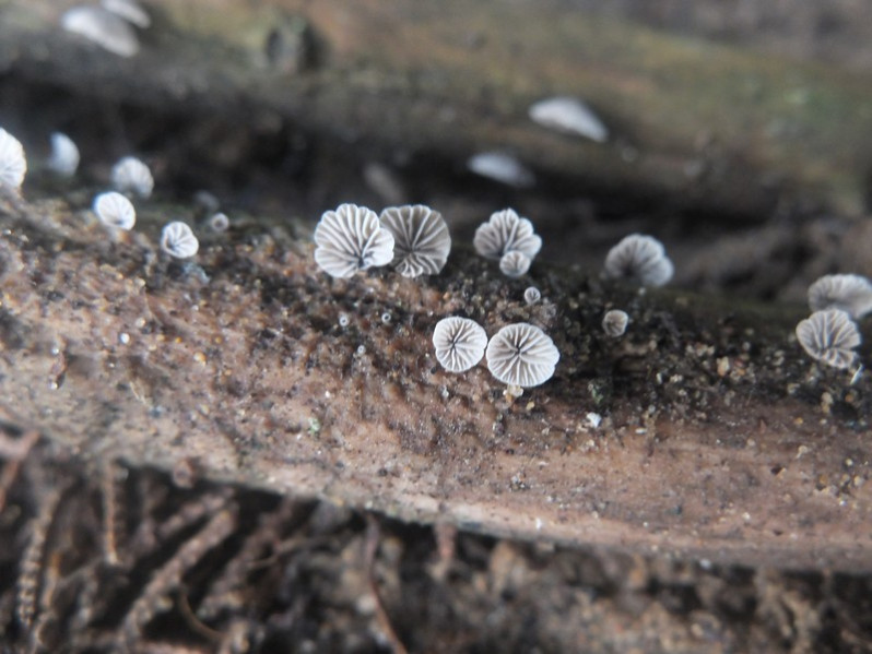 Resupinatus tricholis (Pers.) Singer, 1961