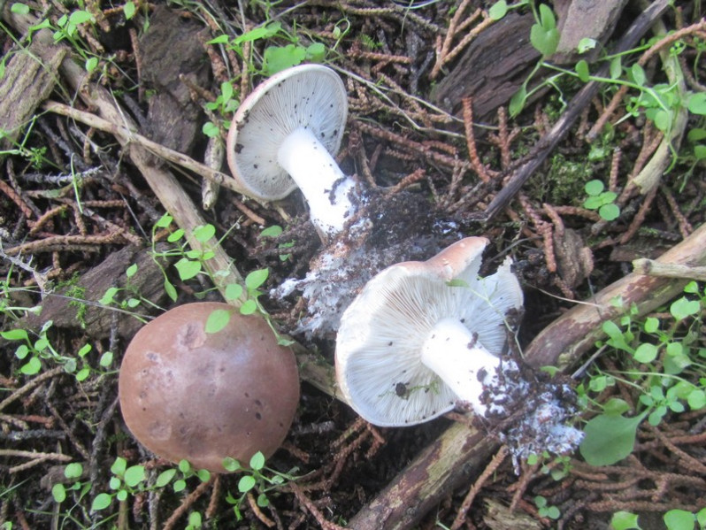 Russula alutacea (Fr.) Fr., 1838