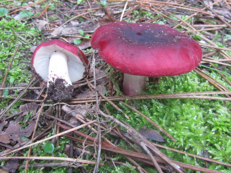 Russula atropurpurea (Krombh.) Britzelm., 1893