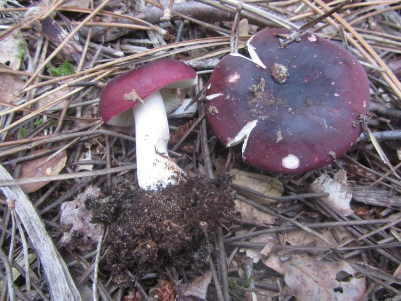 Russula atropurpurea (Krombh.) Britzelm., 1893