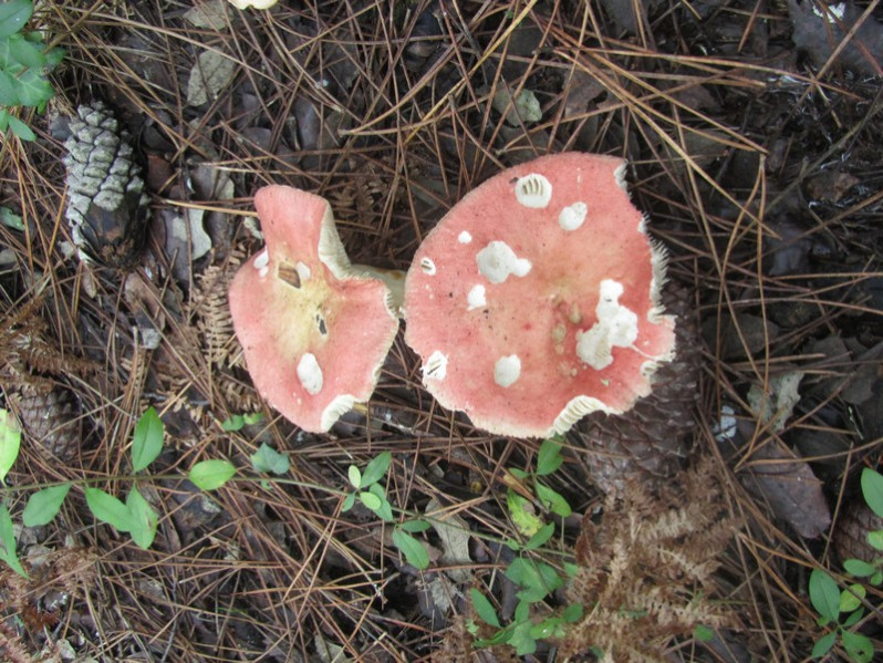 Russula aurora Krombh., 1836