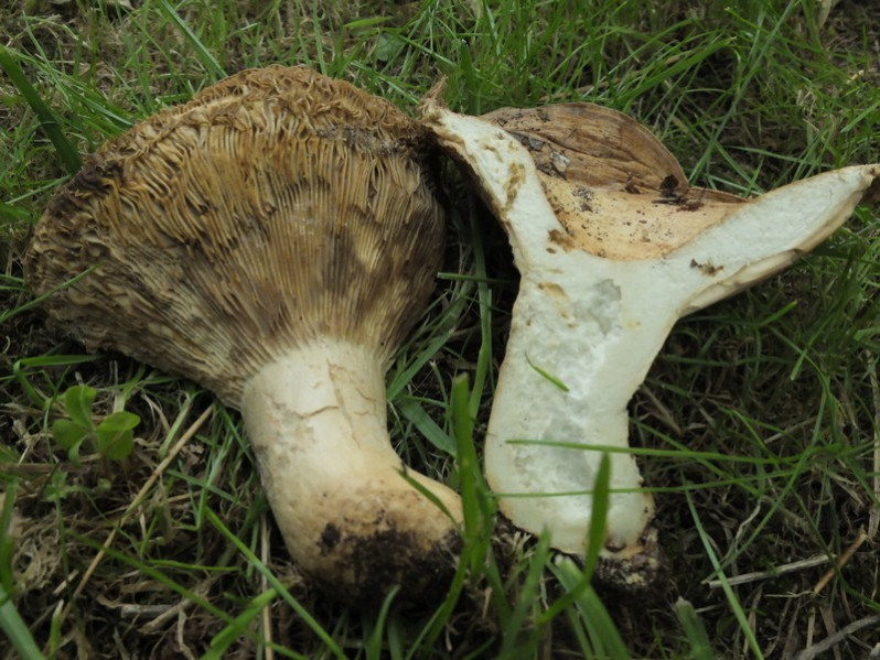 Russula chloroides (Krombh.) Bres., 1900