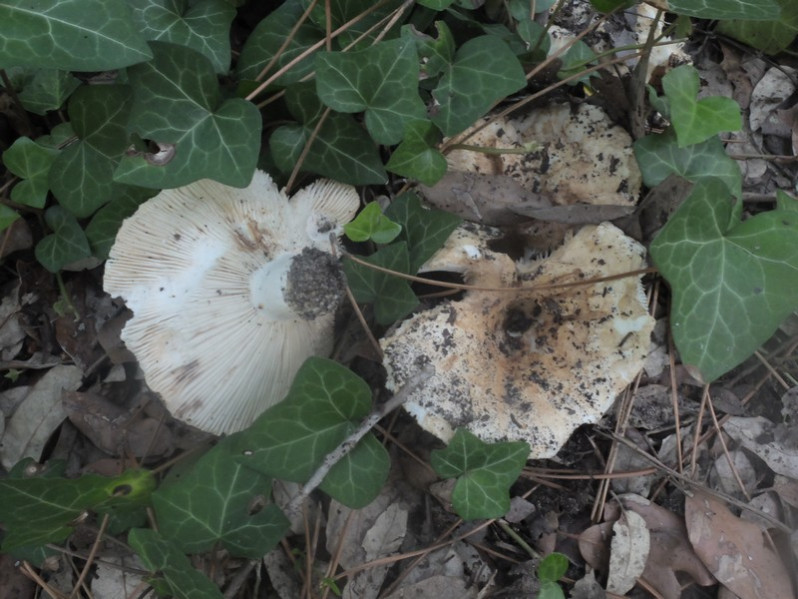 Russula chloroides (Krombh.) Bres., 1900