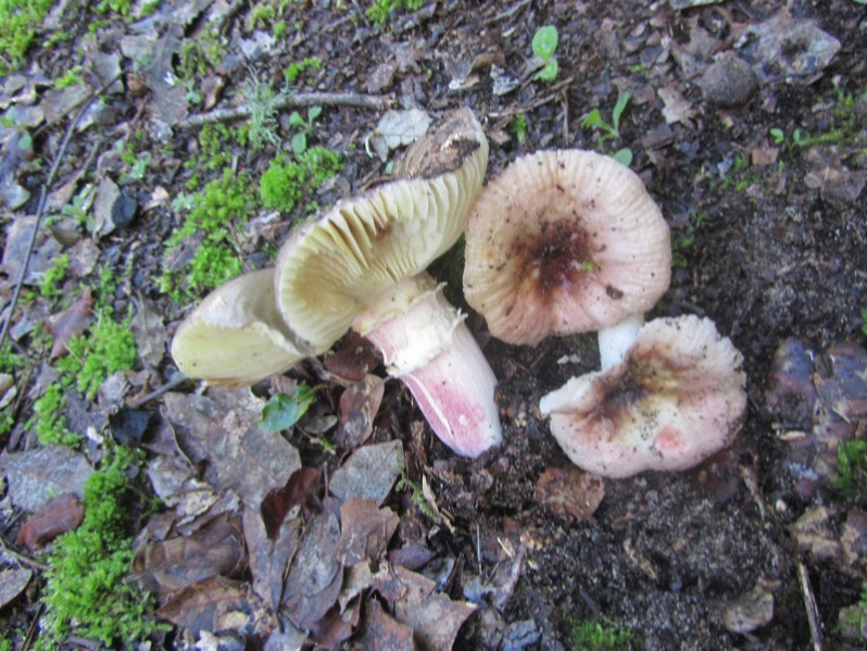 Russula maculata Quél., 1878