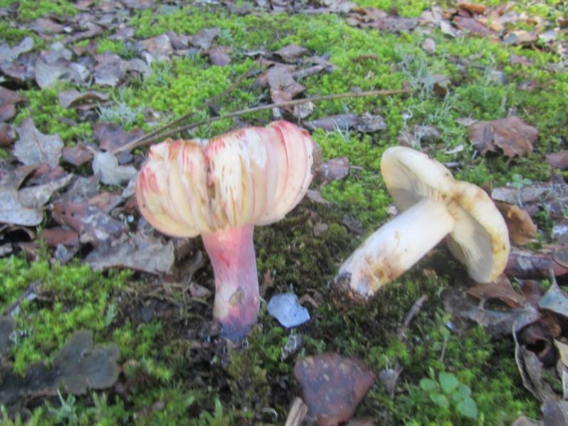 Russula maculata Quél., 1878