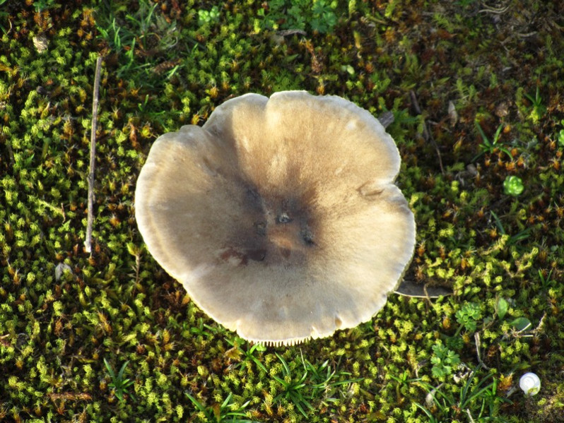 Russula ochroleuca Pers.