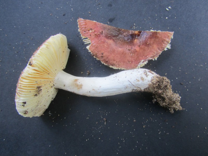 Russula turci Bres., 1882