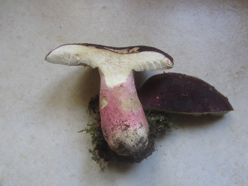 Russula xerampelina (Schaeff.) Fr., 1838