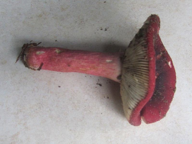Russula xerampelina (Schaeff.) Fr., 1838