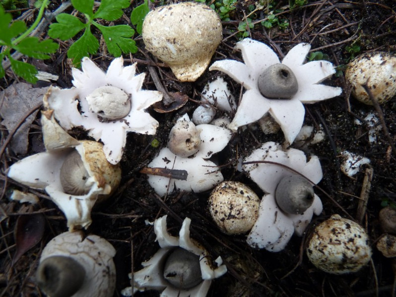 Geastrum saccatum fo. parvulum Boiffard, 1998