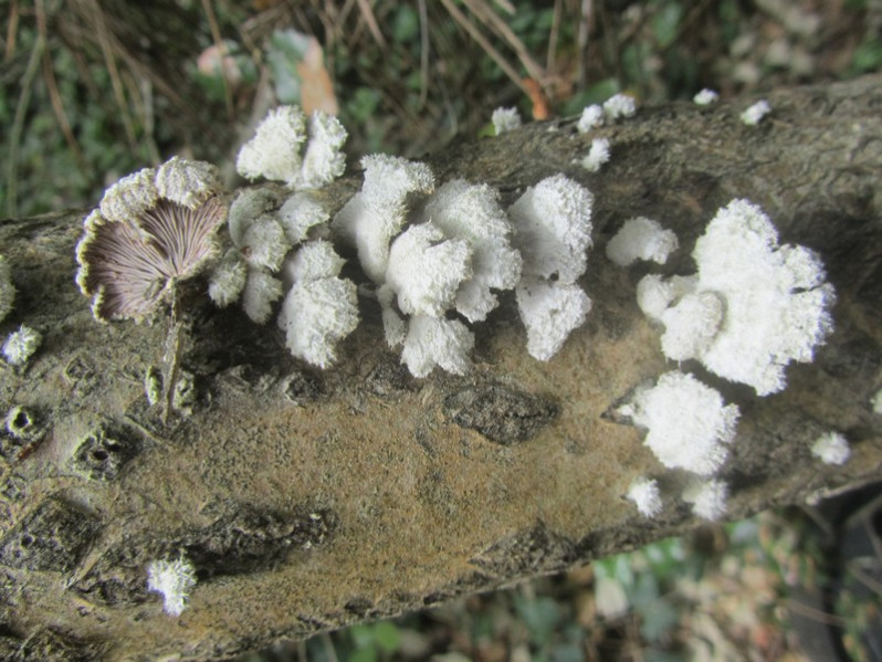 Schizophyllum commune Fr., 1815