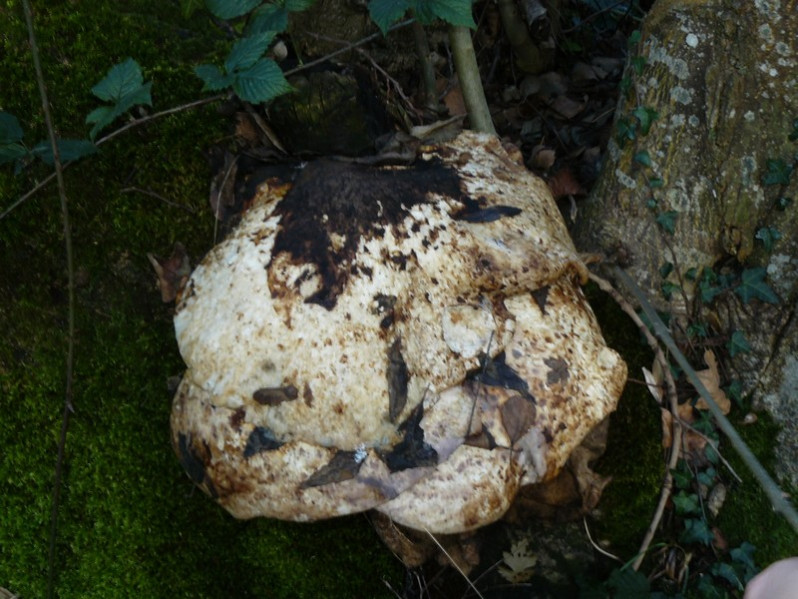 Schizophyllum commune Fr., 1815