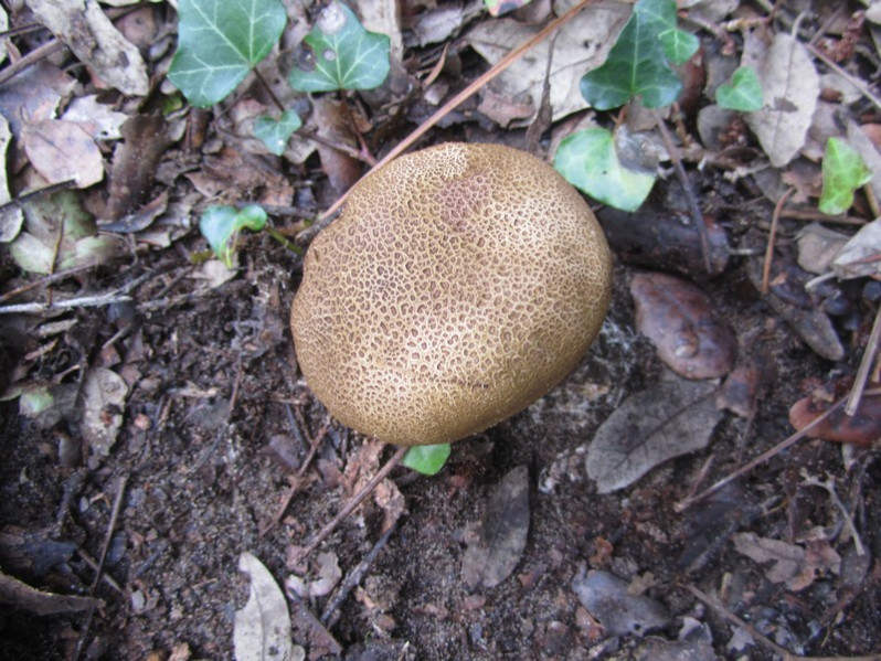 Scleroderma areolatum Ehrenb., 1818