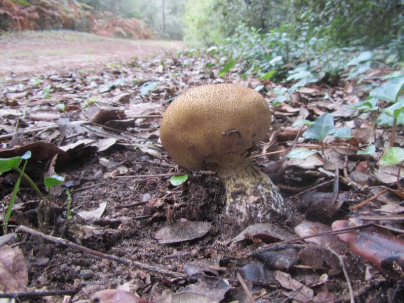 Scleroderma areolatum Ehrenb., 1818
