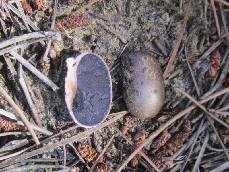 Scleroderma verrucosum (Bull.) Pers., 1801