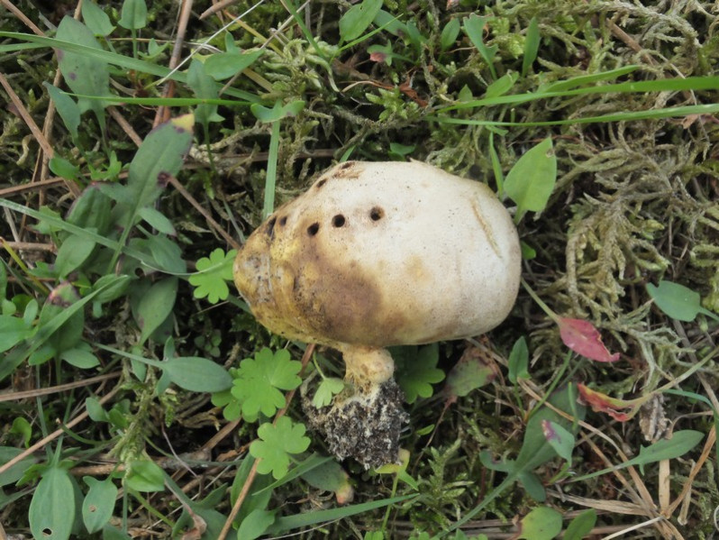 Scleroderma bovista Fr., 1829