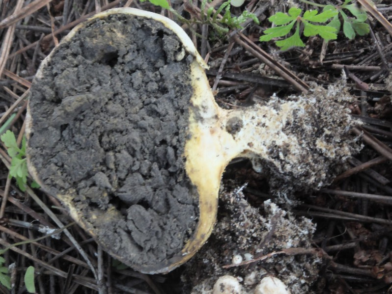 Scleroderma bovista Fr., 1829