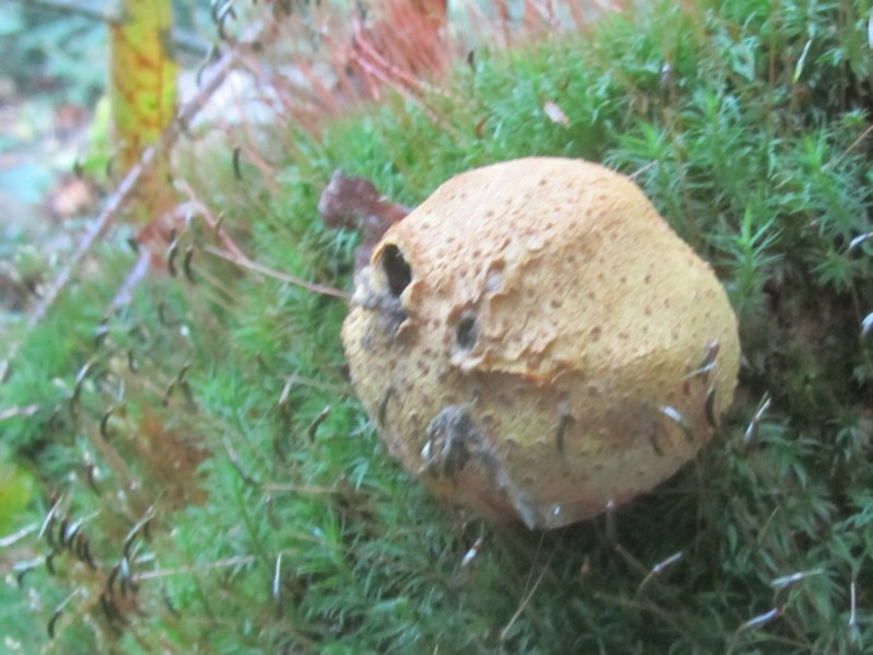 Scleroderma citriunum Pers., 1801
