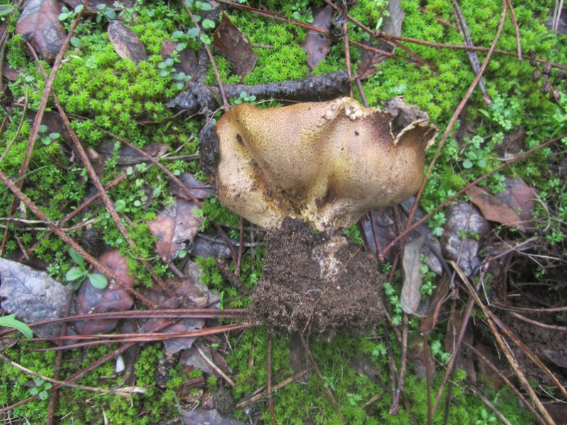 Scleroderma verrucosum (Bull.) Pers., 1801