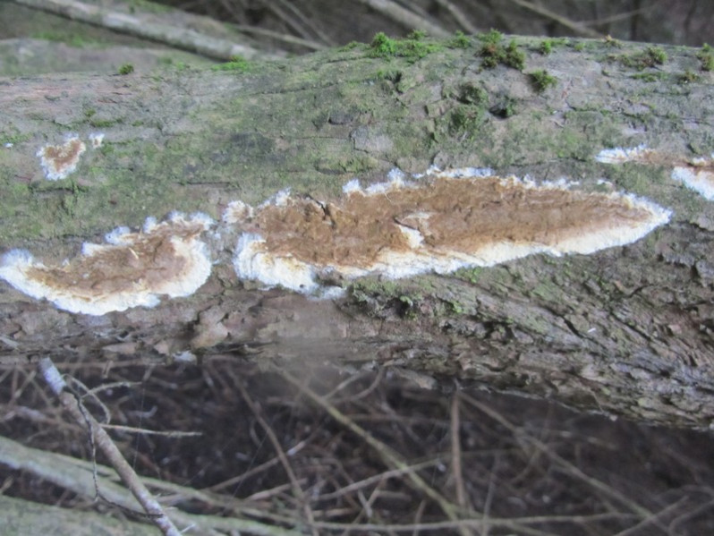 Serpula himantioides (Fr.) P.Karst., 1884