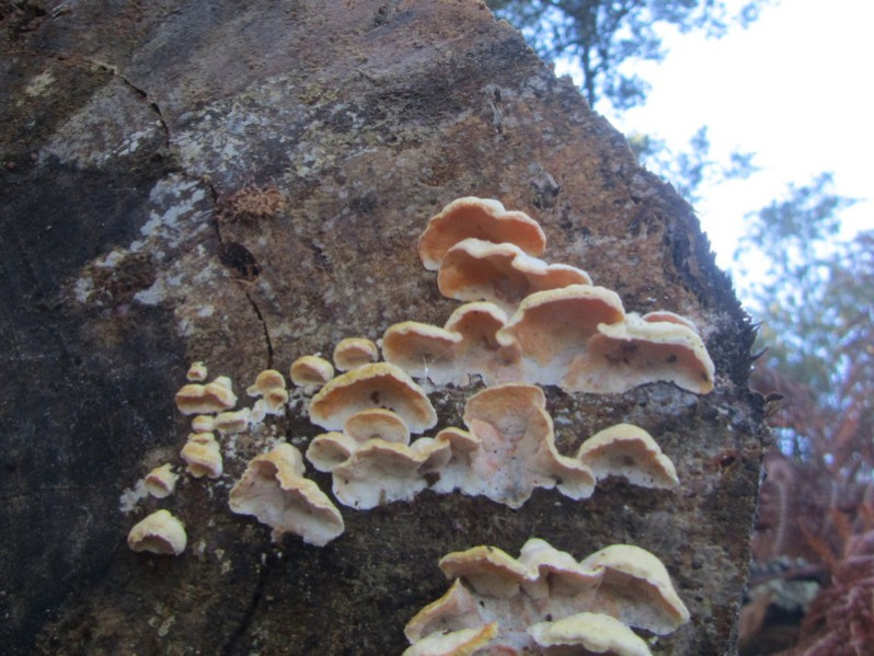 Stereum hirsutum (Willd.) Pers., 1800