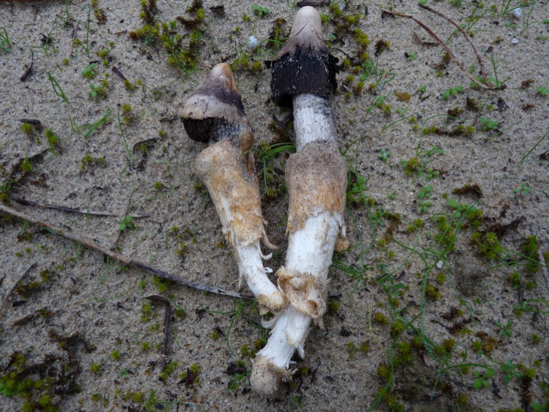 Stropharia halophila f. occidentalis Courtec., Bon & Guinb., 1993