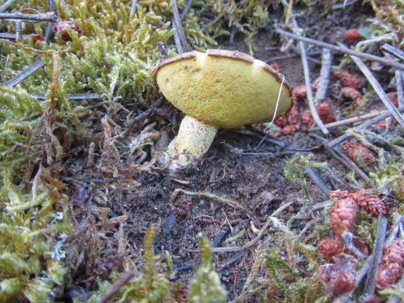 Suillus bellinii (Inzenga) Kuntze, 1898
