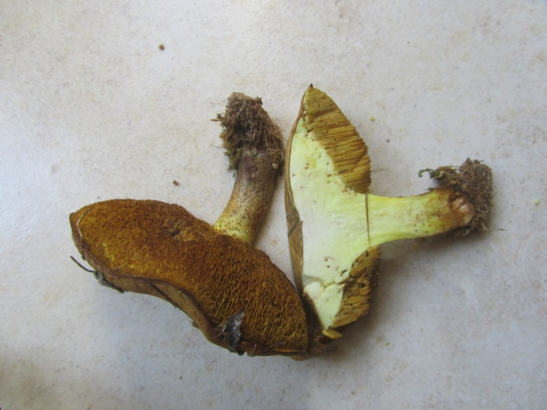 Suillus bellinii (Inzenga) Kuntze, 1898