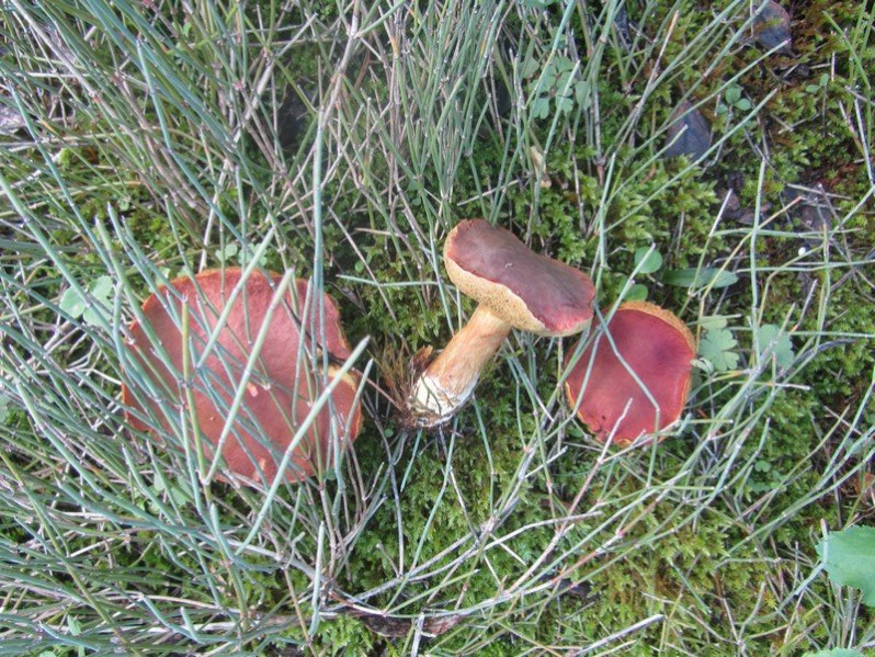 Suillus bovinus (L.) Roussel, 1796