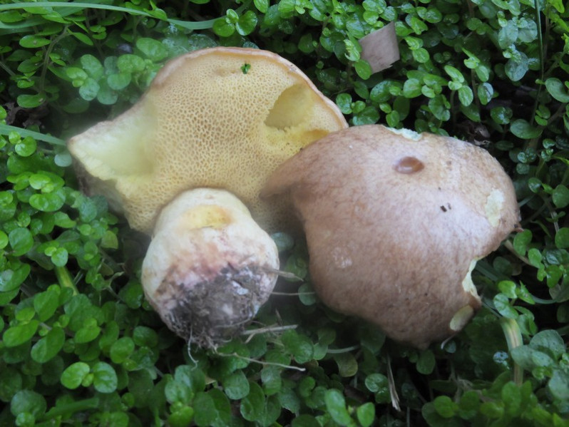 Suillus collinitus (Fr.) Kuntze, 1898