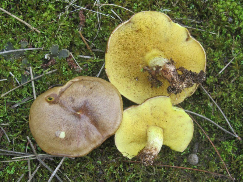 Suillus collinitus (Fr.) Kuntze, 1898