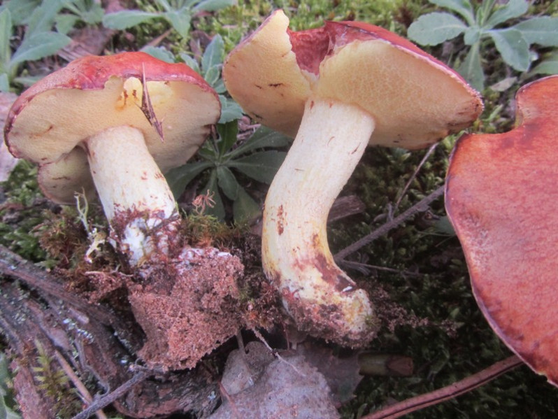 Suillus granulatus (L.) Roussel, 1796