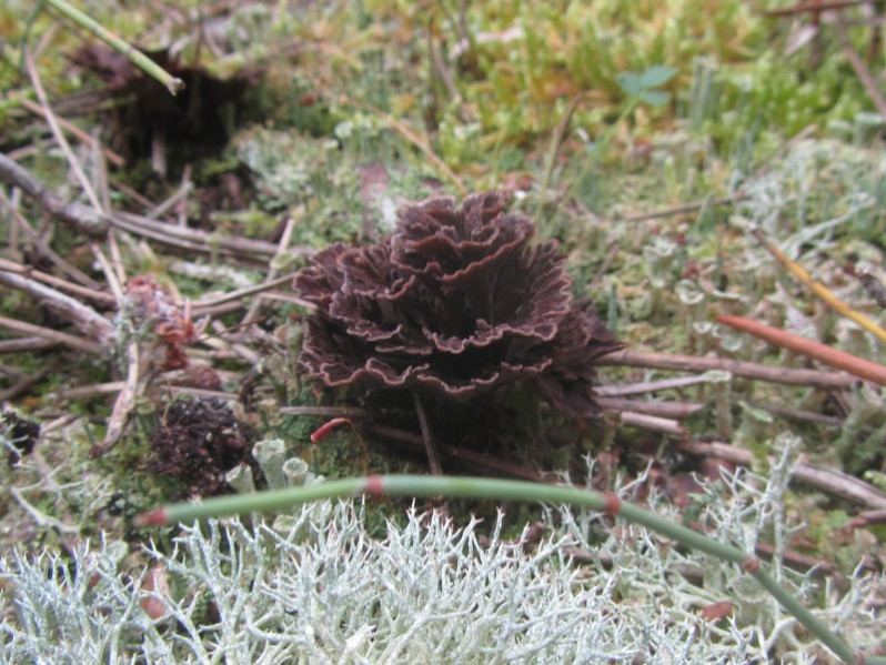 Telephora terrestris Ehrh., 1793