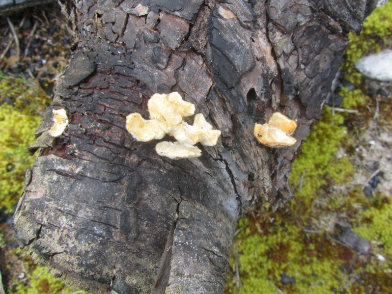Trametes hirsuta (Wulfen) Pilát, 1939