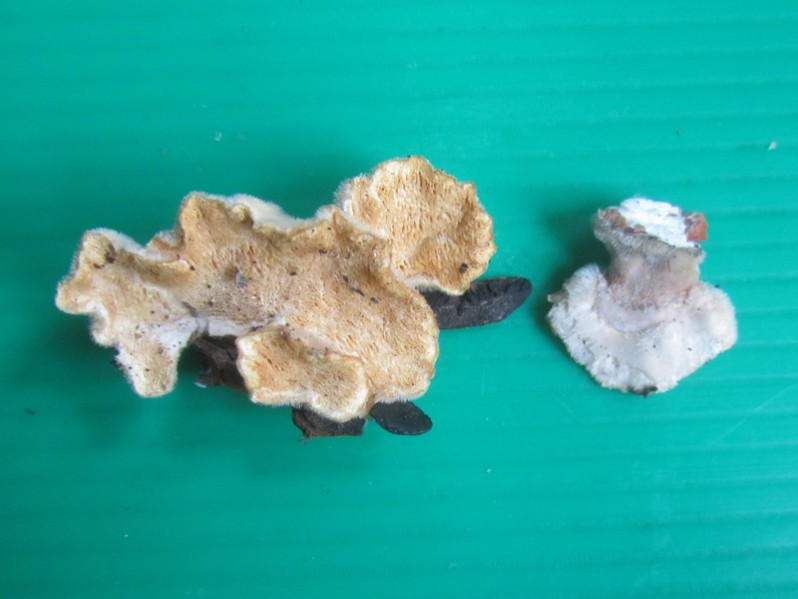 Trametes hirsuta (Wulfen) Pilát, 1939