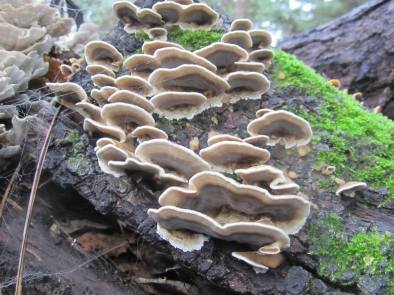 Trametes versicolor (L.) Lloyd, 1921