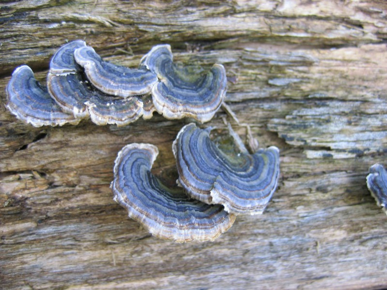 Trametes versicolor (L.) Lloyd, 1921