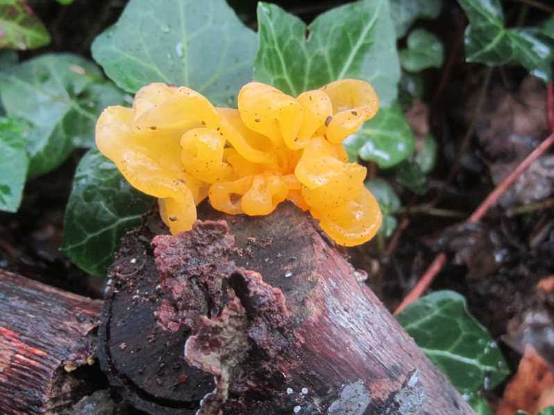 Tremella aurantia Schwein., 1822