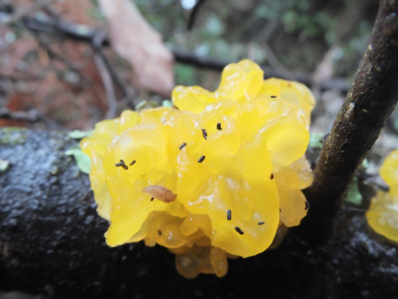 Tremella mesenterica Retz., 1769