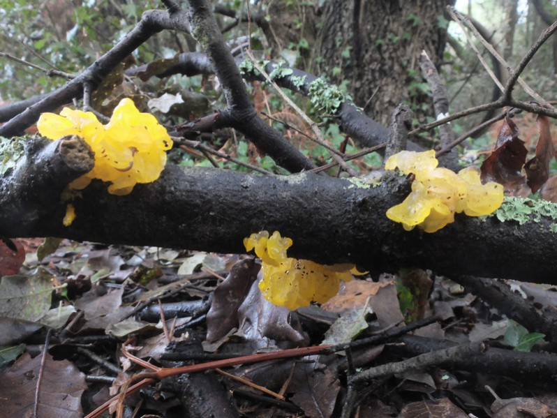 Tremella mesenterica Retz., 1769