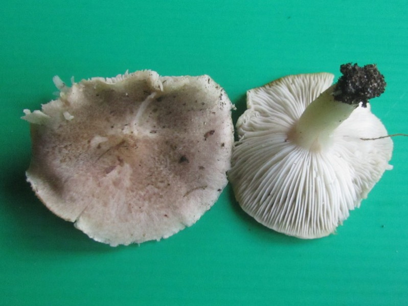 Tricholoma atrosquamosum Sacc., 1887