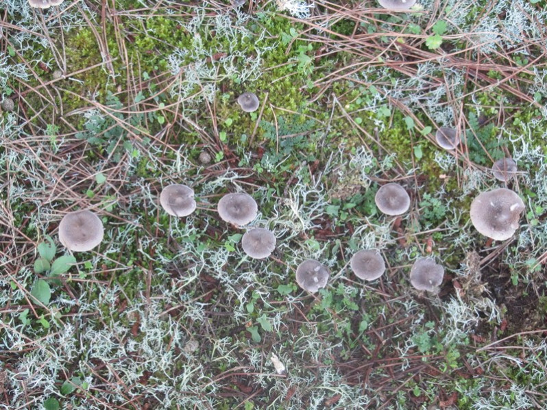 Tricholoma bresadolanum Clémençon, 1977