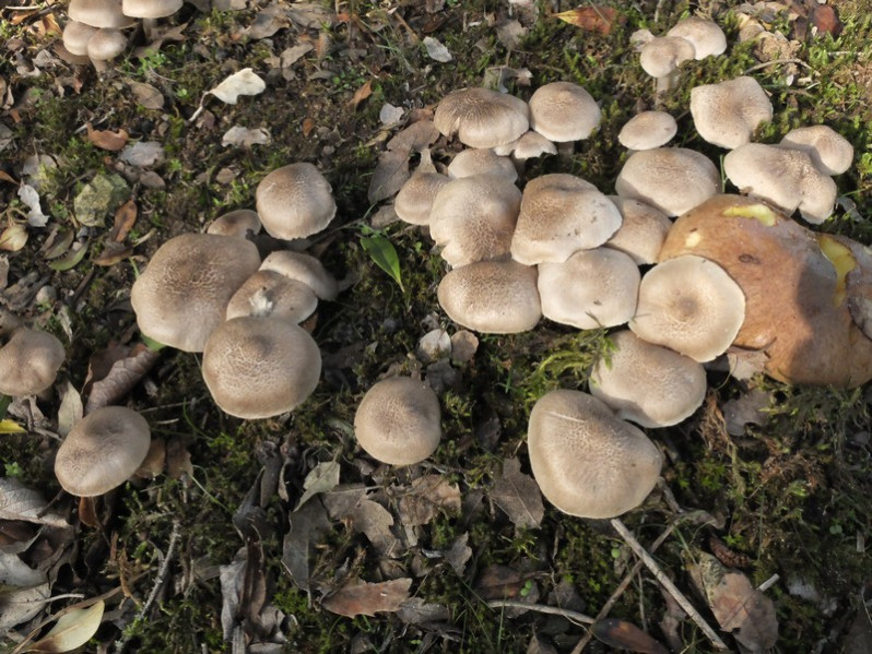 Tricholoma squarrulosum Bres., 1892