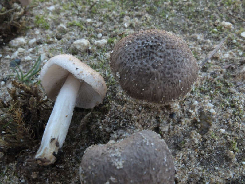 Tricholoma squarrulosum Bres., 1892