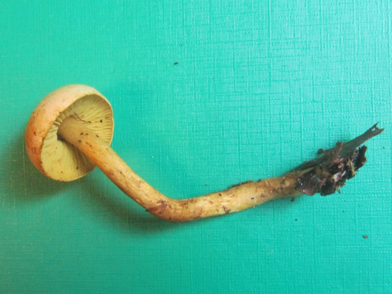 Tricholoma sulphureum (Bull.) P.Kumm., 1871